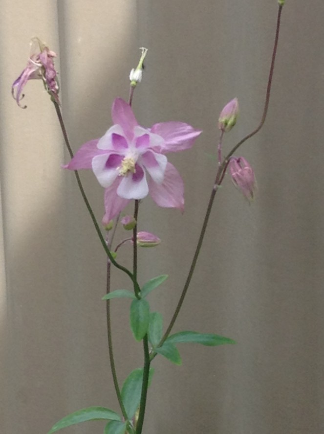 Each day a flower blooms signals a new life, a new hope, a new beginning.