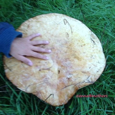 Are they safe to eat?